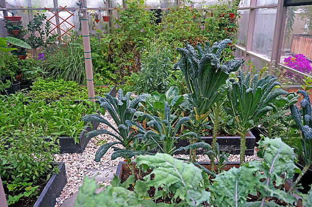 Organic Vegetable Garden stock photo