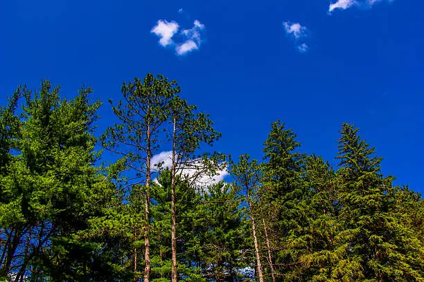 Photo of blue sky and forest