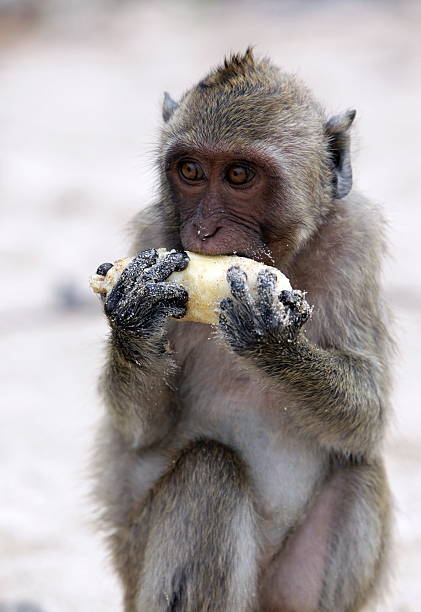 monkeys at wat tham sua(tiger cave temple), krabi province