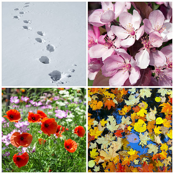 Four seasons. Winter, spring, summer, autumn.
