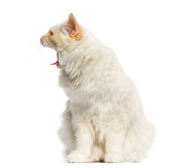 istock Birman cat sitting, meowing, 5 months old, isolated on white 483527273