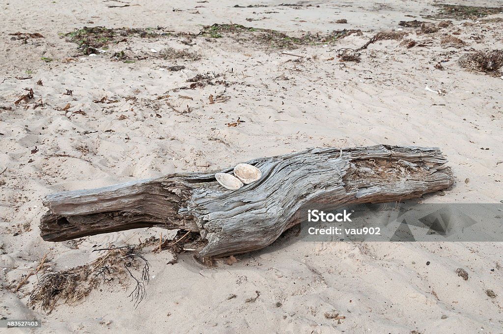 Driftwood with two shells on sandy beach Branch - Plant Part Stock Photo