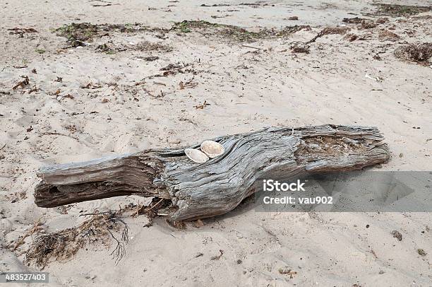 Driftwood With Two Shells On Sandy Beach Stock Photo - Download Image Now - Branch - Plant Part, Driftwood, Animal Shell