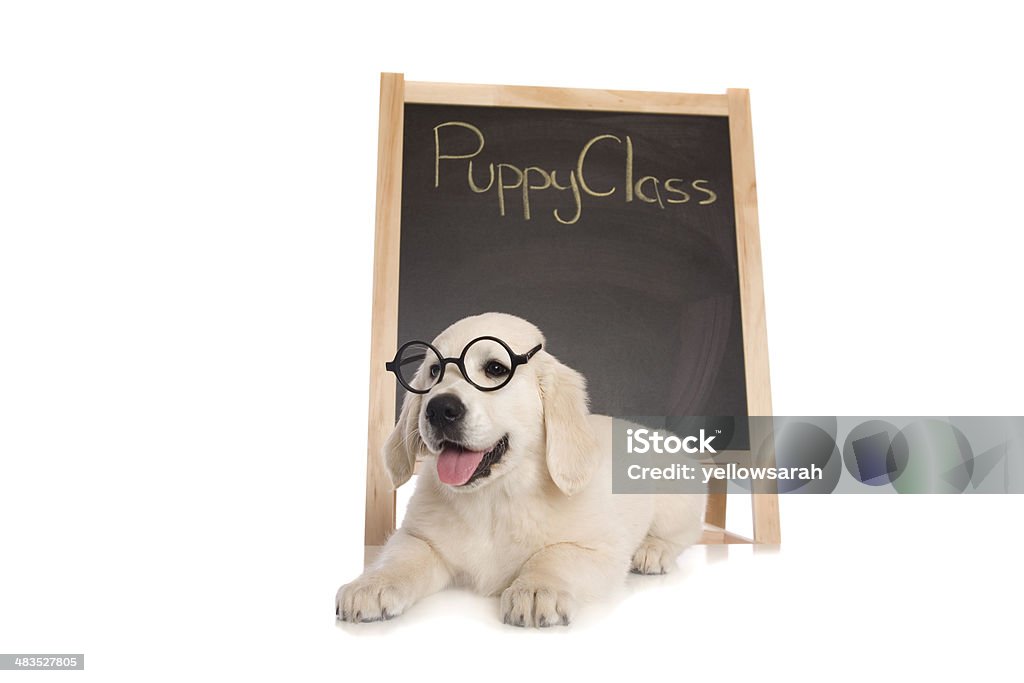 Cachorro de clase - Foto de stock de Entrenamiento de mascotas libre de derechos