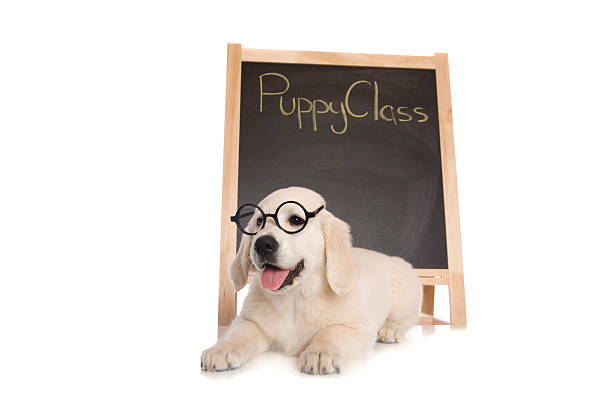 子犬のクラス - training ストックフォトと画像