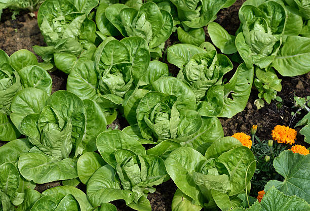 istock Little Gem Romaine Lettuce. 483527922