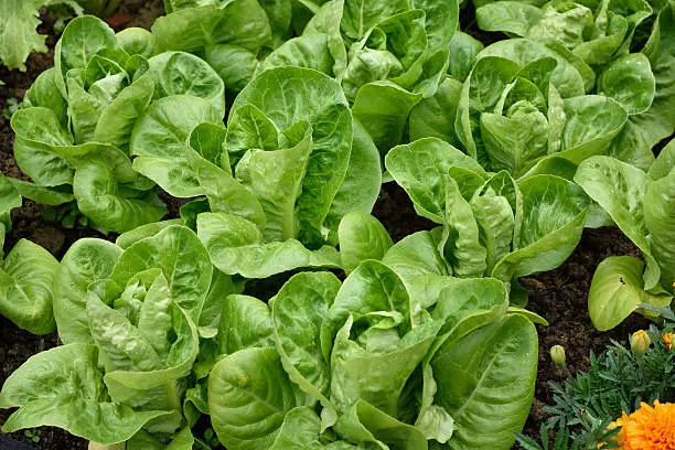 Little Gem Romaine Lettuce in a garden. Angle view. Small lettuces growing in a row in a garden. Organic gardening.