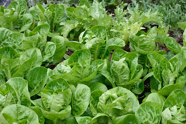 istock Lettuces in garden. Little Gem Romaine. 483527938