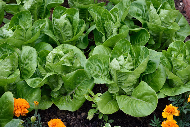 istock Little Gem Romaine Lettuce. 483527940