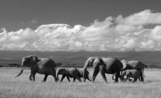 High contrast black and white image of a herd of elephant against Kilimanjaro and dramatic cloudscape.  Amboseli national park, Kenya.