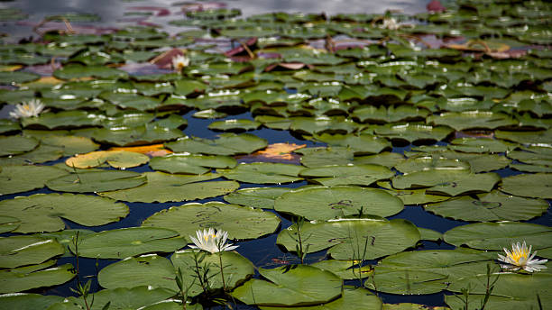 istock Lilley Pads on Crescent Lake Clermont Florida 483528814