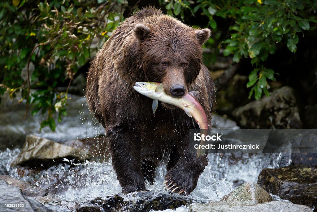 Coastal un orso cattura Salmone - Foto stock royalty-free di Orso