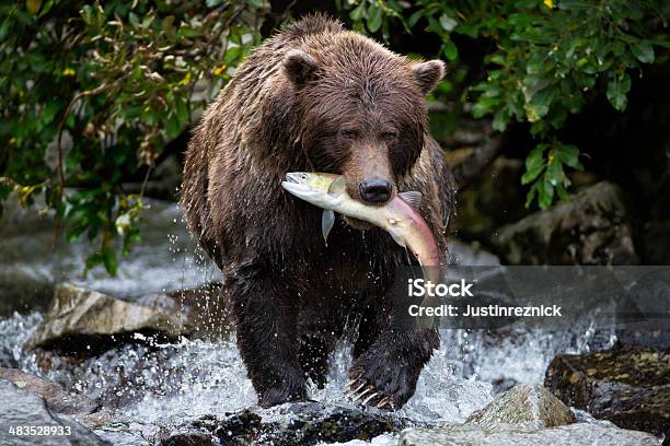 Coastal Un Orso Cattura Salmone - Fotografie stock e altre immagini di Orso - Orso, Salmone - Animale, Pesce