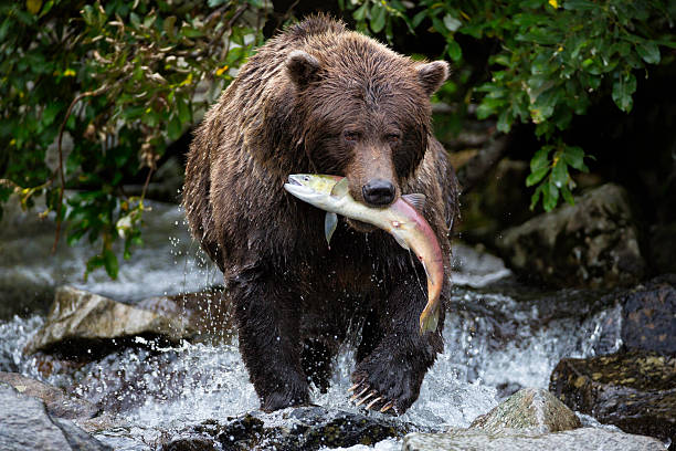 Coastal Brown Bear with a Sockeye Salmon in its mouth, Katmai National Park, Alaska.