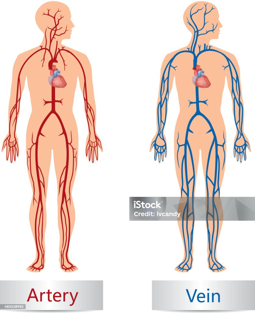 Arterie und Vene - Lizenzfrei Blutkreislauf - Kardiovaskuläres System Vektorgrafik