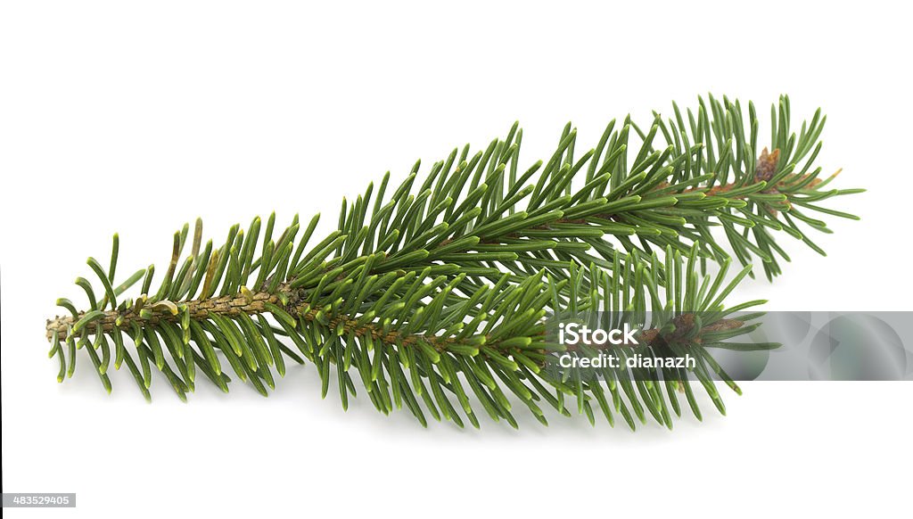 pine branch pine branch isolated on white background Branch - Plant Part Stock Photo