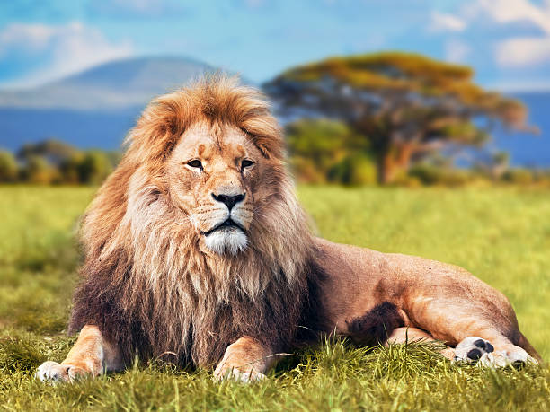 Big lion lying on savannah grass Big lion lying on savannah grass. Landscape with characteristic trees on the plain and hills in the background animal mane photos stock pictures, royalty-free photos & images