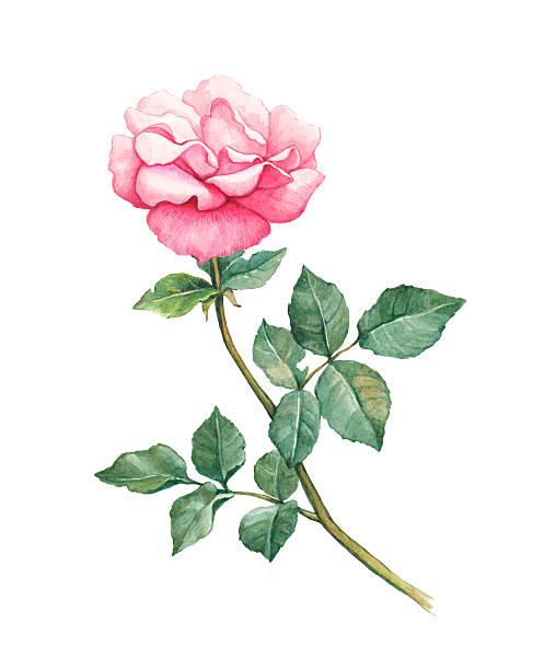 istock Watercolor illustration of rose flower 483529501