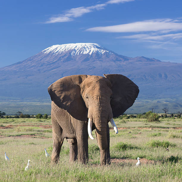 Elephant and Kilimanjaro Classic safari scene of a large bull elephant against a Kilimanjaro backdrop. Amboseli national park, Kenya. cattle egret photos stock pictures, royalty-free photos & images