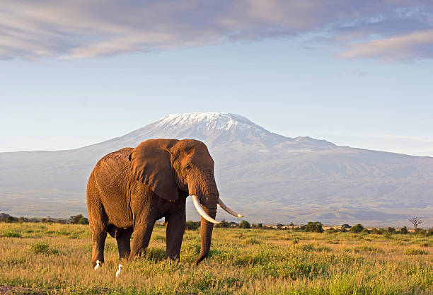 Elephant and Kilimanjaro Classic safari scene of a large bull elephant against a Kilimanjaro backdrop at sunrise. Amboseli national park, Kenya. cattle egret photos stock pictures, royalty-free photos & images
