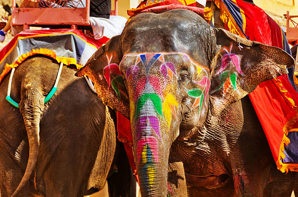 istock colorful painted Elephant in India 483529931