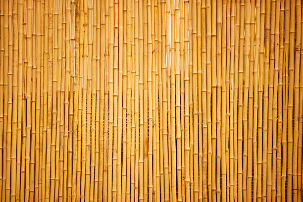 Bamboo Row of bamboo canes, full frame, canon 1Ds mark III bamboo material photos stock pictures, royalty-free photos & images