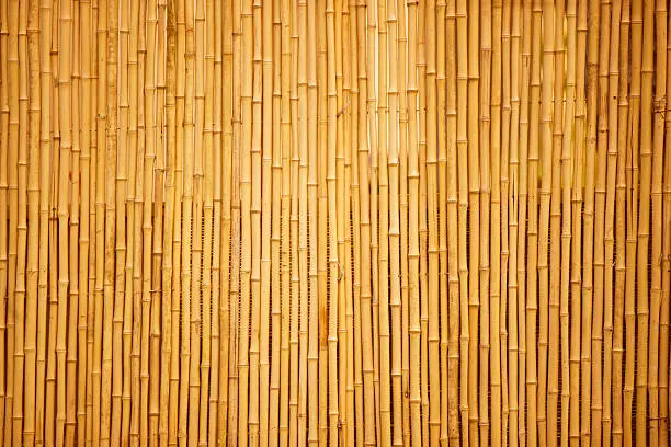 Row of bamboo canes, full frame, canon 1Ds mark III