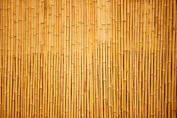 bambu - bamboo - fotografias e filmes do acervo