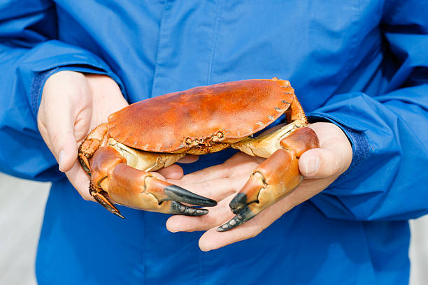 istock Closeup of man hands holding cooked crab 483530479