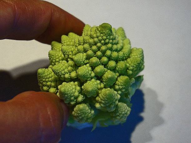 Romanesco Broccoli stock photo