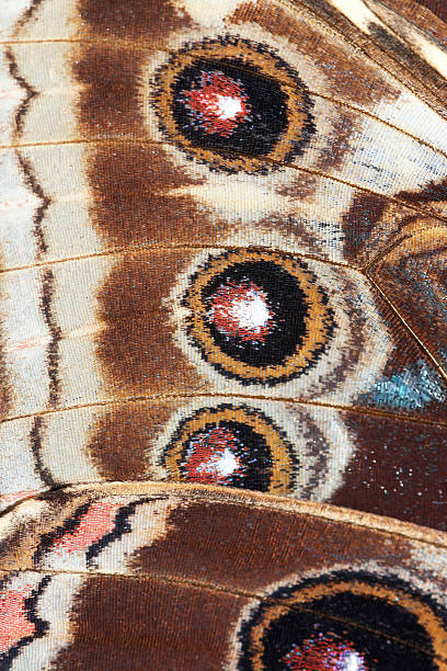 istock detail of butterfly wings 483530883