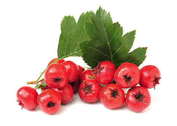 ツノ - hawthorn berry fruit common fruit ストックフォトと画像