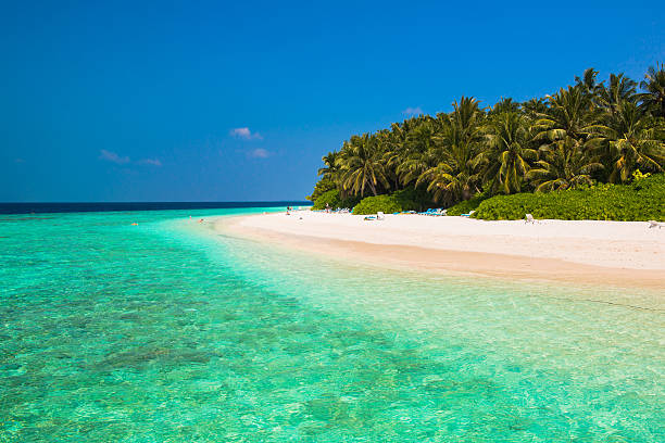 istock Tropical white sand beach with palm trees 483531102