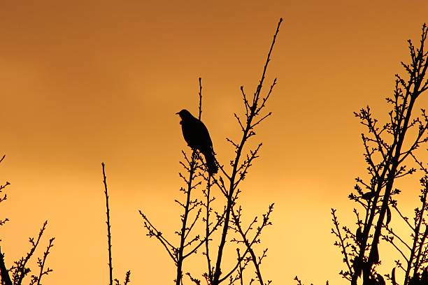 istock Bird silhouette against a sunrise 483531192