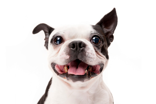Primer plano de la fotografía de sonriendo Terrier de Boston photo