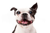 istock Smiling Boston Terrier Dog on White Background Close-up 483531287