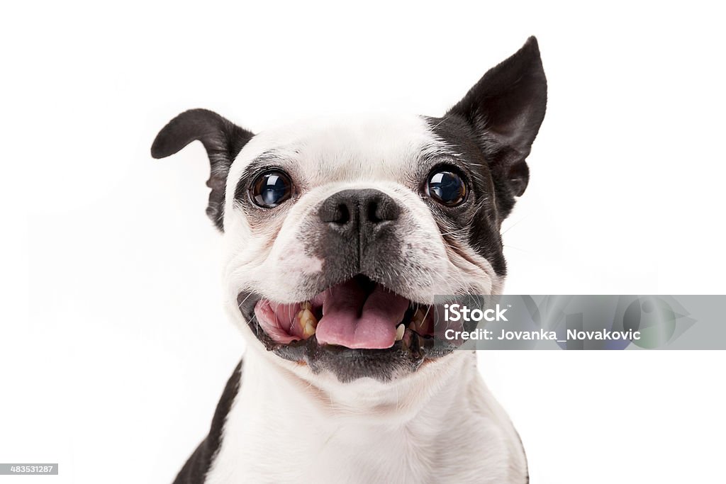 Smiling Boston Terrier Dog on White Background Close-up Happy Boston Terrier Dog Close-Up on White Background Dog Stock Photo