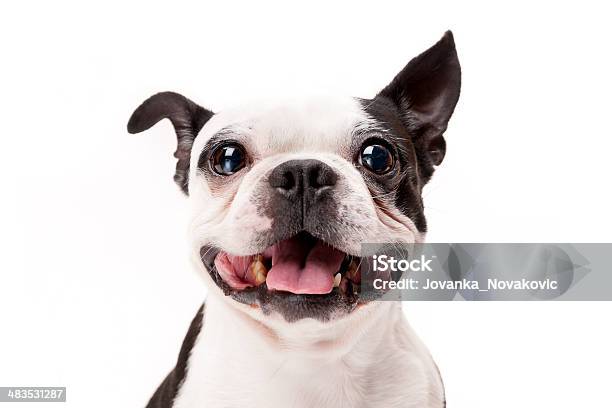 Smiling Boston Terrier Dog On White Background Closeup Stock Photo - Download Image Now
