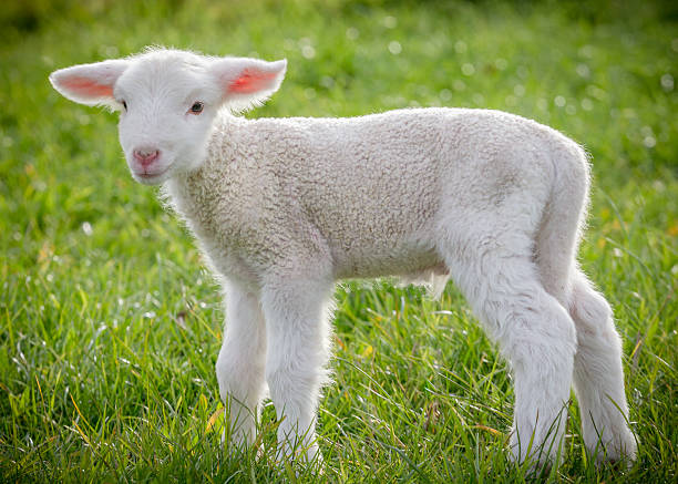 Lamb6 Stock Photo - Download Image Now - Lamb - Animal, Newborn Animal,  2015 - iStock