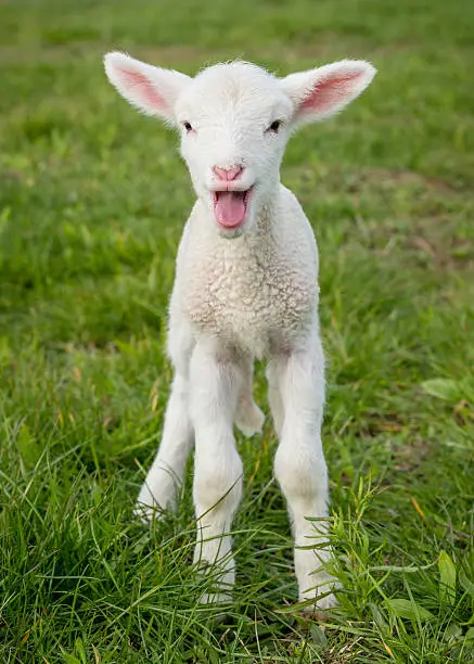 a white suffolk lamb, a few days old, standing on the grass, bleating