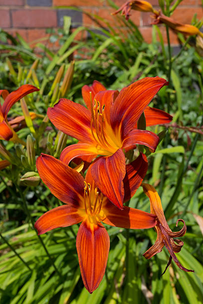 istock Red And Yellow Day Lily Flowers 483531376