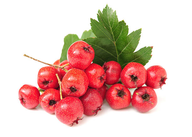 o hawthorn - hawthorn berry fruit common fruit - fotografias e filmes do acervo