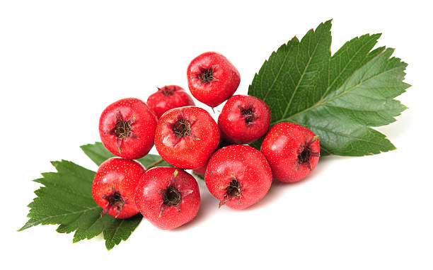 o hawthorn - hawthorn berry fruit common fruit - fotografias e filmes do acervo