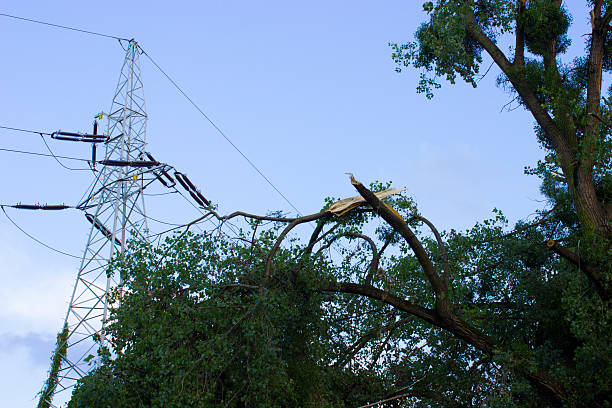 istock Damaged tree after storm and high voltage energy pole 483531522