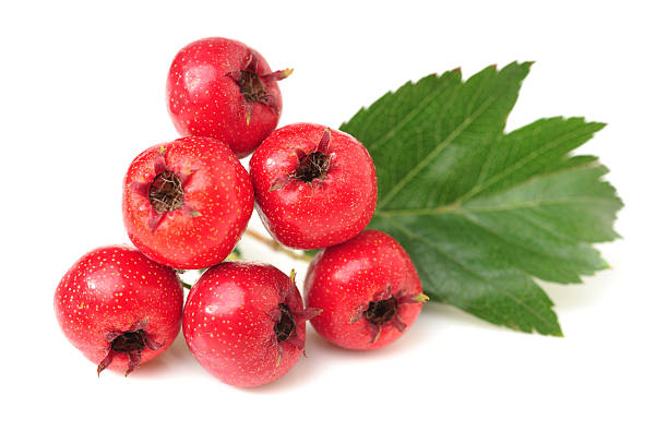 ツノ - hawthorn berry fruit common fruit ストックフォトと画像