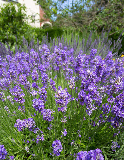 istock Lavender Flowers In Cottage Garden 483531568