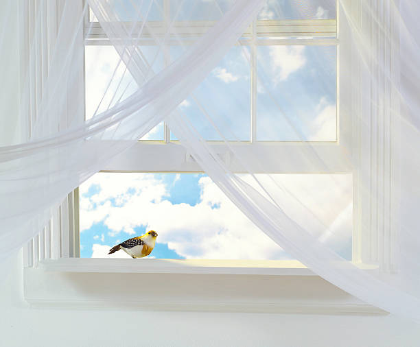 Open window with bird on sill with clouded sky background stock photo