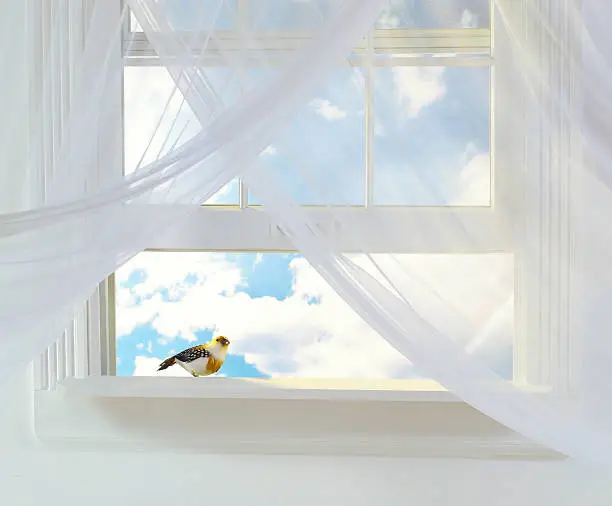 Interior view of open double-hung window with a bird on the outside sill. Beautiful, cloud-filled sky through white sheer curtains.