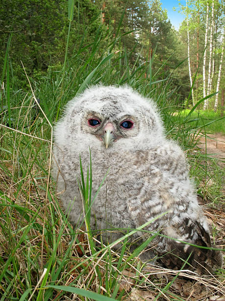 istock Tawny Owl fledgeling 483532139