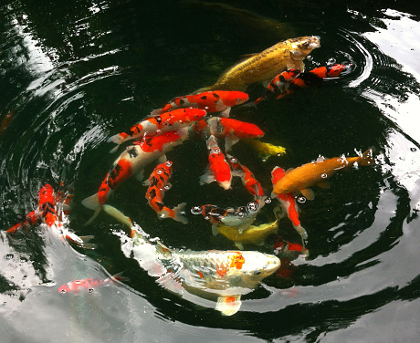 Photo showing large koi carp (varieties: sanke, showa, ogon, chagoi, kohaku, kujaku), swimming and feeding in a large garden pond